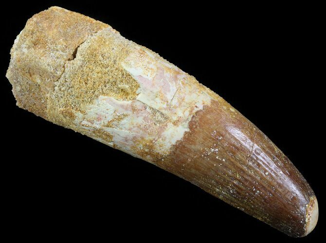 Spinosaurus Tooth - Large Section Of Root #52086